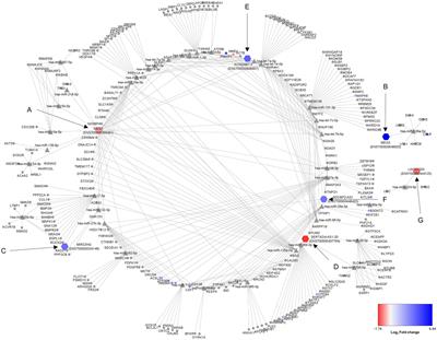 Competing endogenous RNAs in human astrocytes: crosstalk and interacting networks in response to lipotoxicity